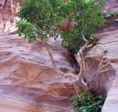 Boodschap paus voor de Veertigdagentijd: “Wanneer onze God zich openbaart begint de vrijheid”